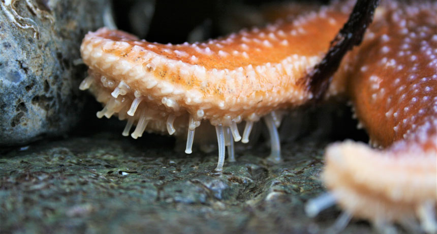 sea star tube feet