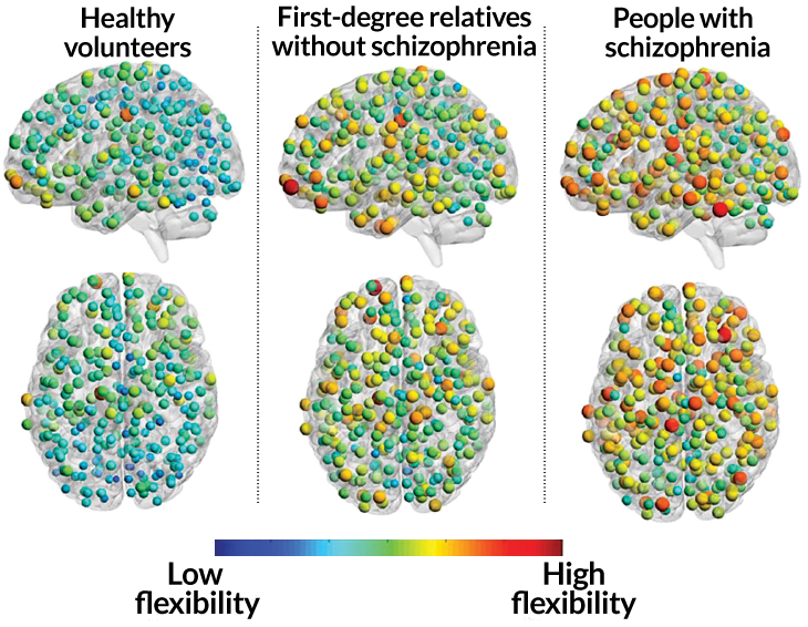brain flexibility in healthy people versus relatives of schizophrenics and schizophrenics