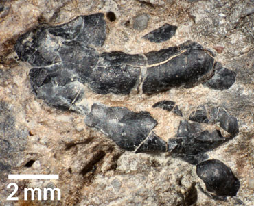 a crustacean in a dinosaur coprolite