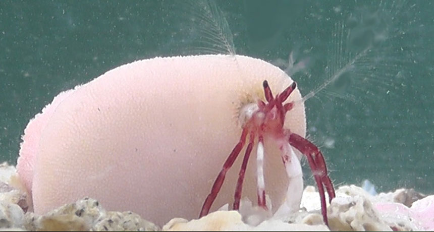 hermit crab