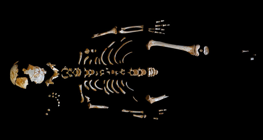partial Neandertal skeleton