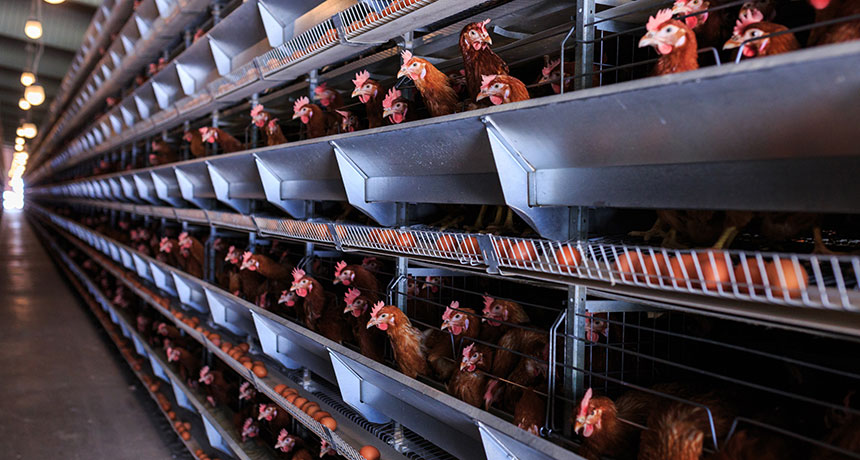 chicken farm