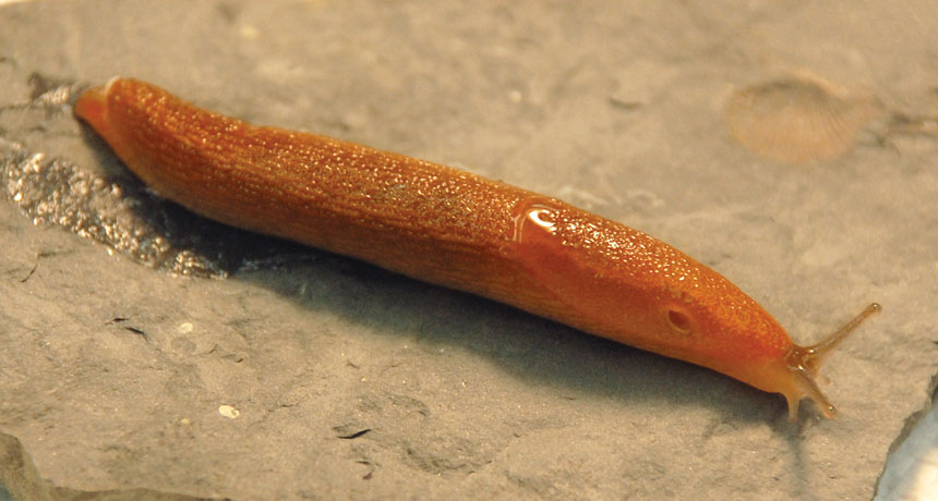 sea slug