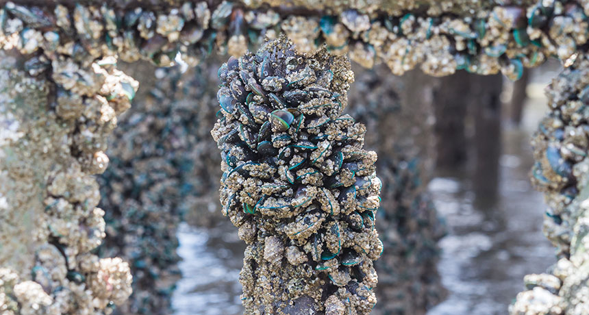 Asian green mussels