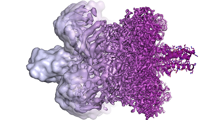 glutamate dehydrogenase
