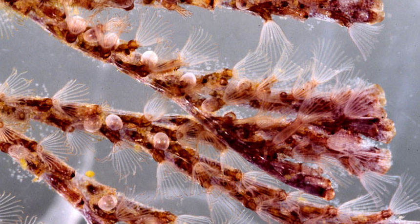 Bugula neritina