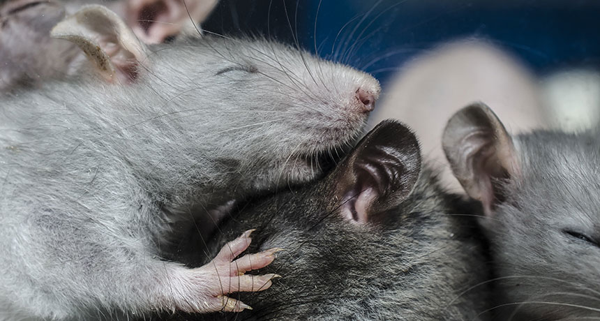 sleeping rats
