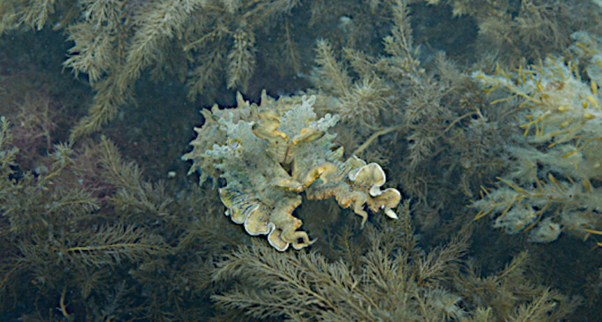 Australian cuttlefish (Sepia apama)