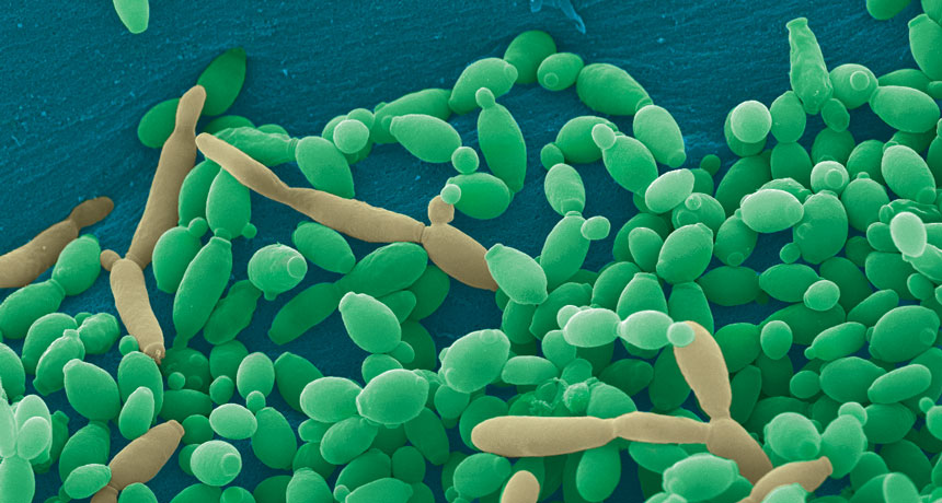 Candida tropicalis