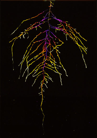 GLO-Roots