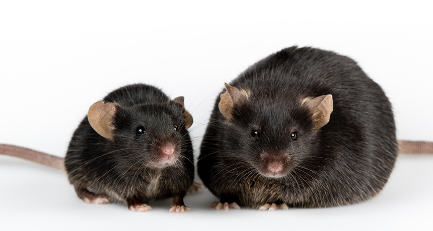 normal mouse, obese mouse