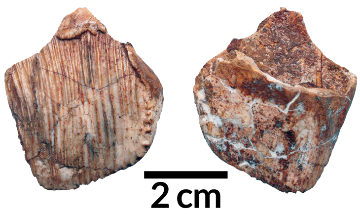 Matheronodon’s upper jaw teeth