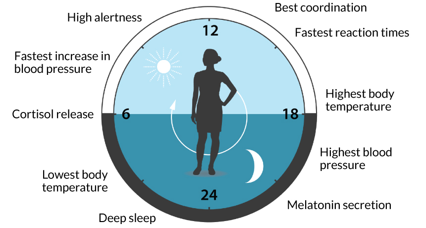 diagram of biological clock