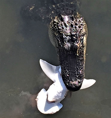 alligator eating bonnethead shark