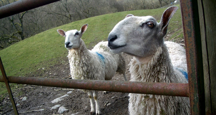 sheep