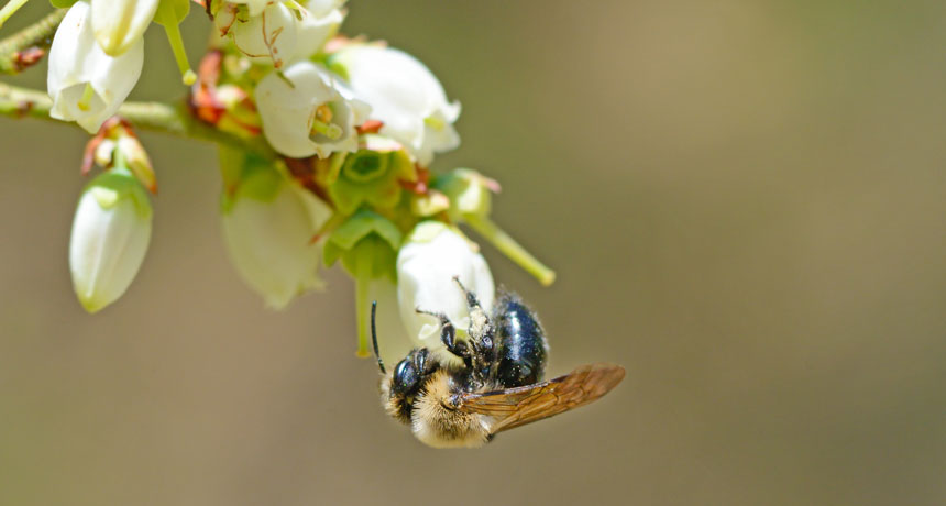 honeybee