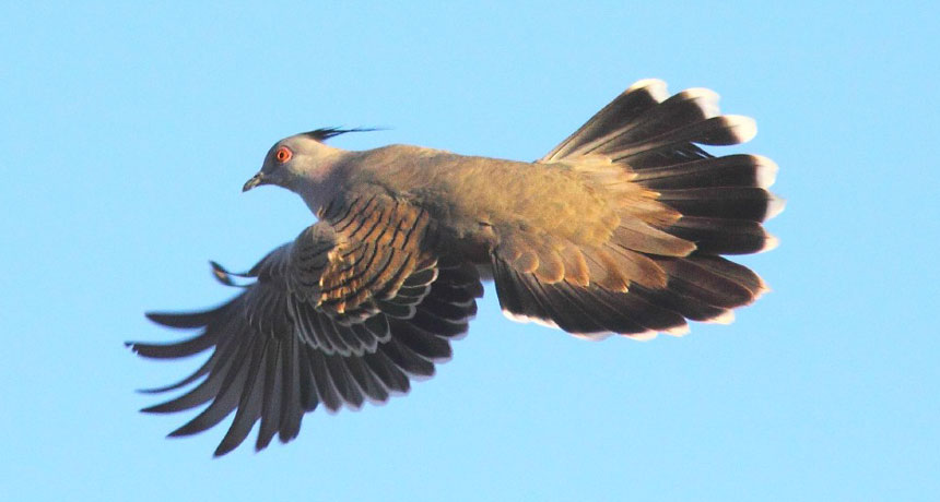 crested pigeon flying