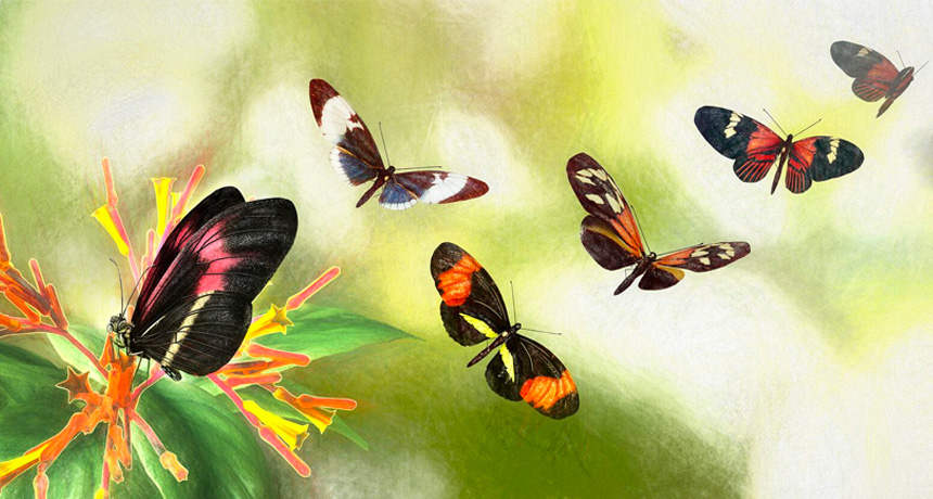 Heliconius butterflies