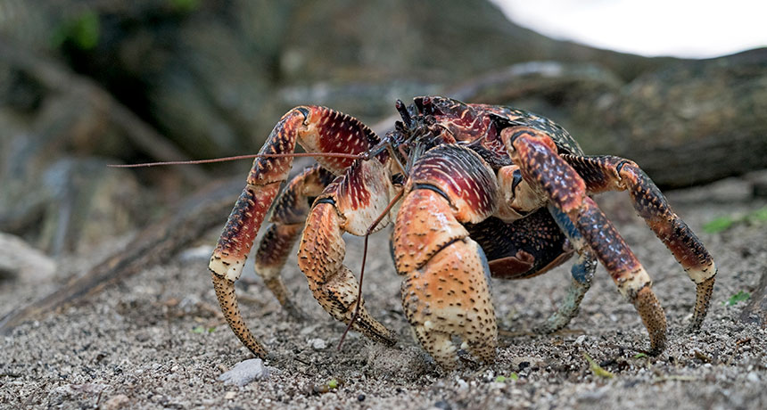 coconut crab