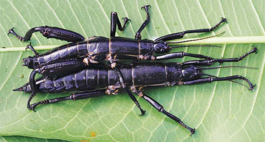 Lord Howe stick insects