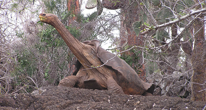 saddleback tortoise