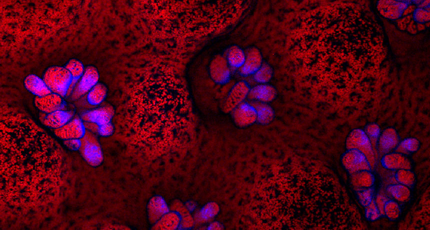 Montipora capitata