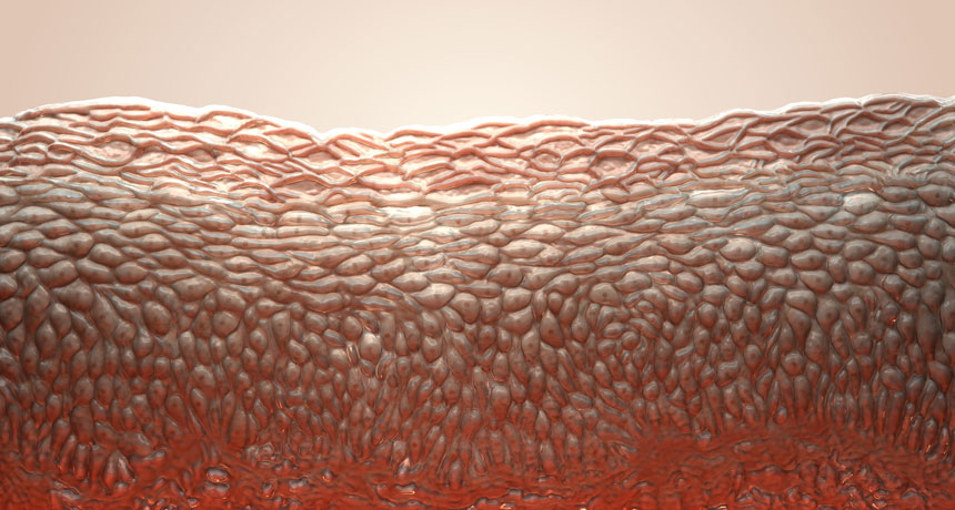 human skin cells