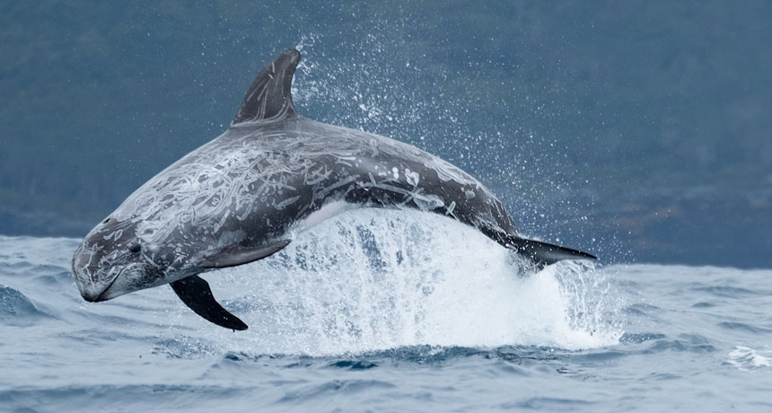 dolphin jumping