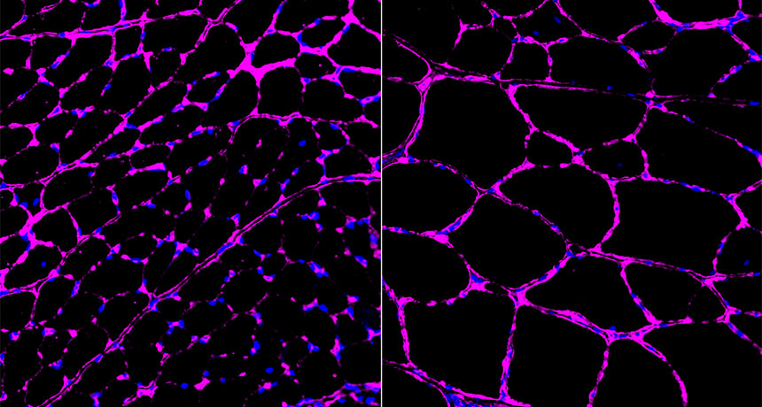 mouse muscle fibers