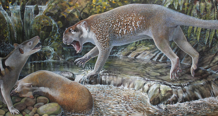 This ancient marsupial lion had an early version of 'bolt-cutter' teeth This ancient marsupial lion had an early version of 'bolt-cutter' teeth