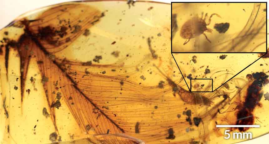 tick on a dino feather preserved in amber
