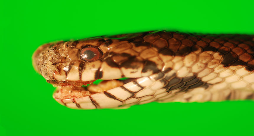 milk snake