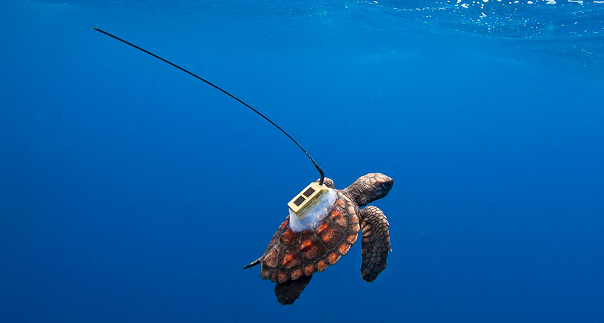 loggerhead turtles