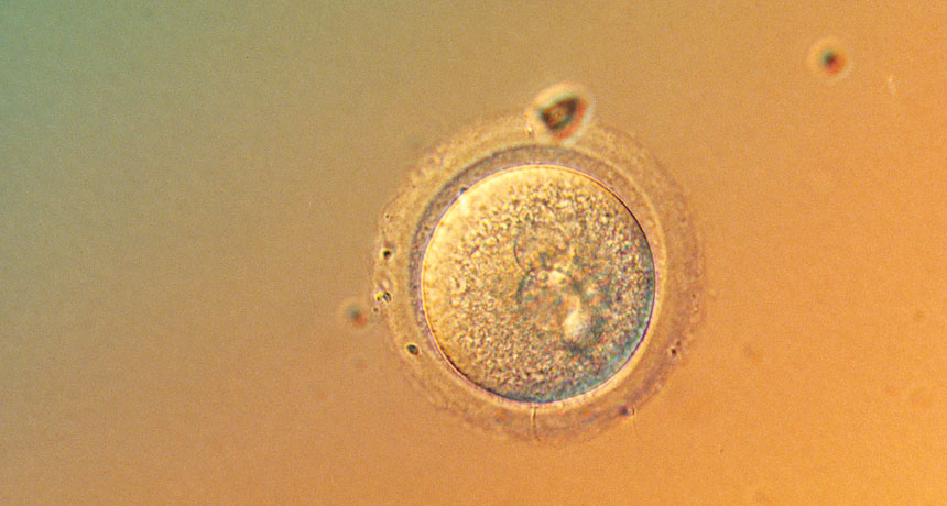 single cell embryo