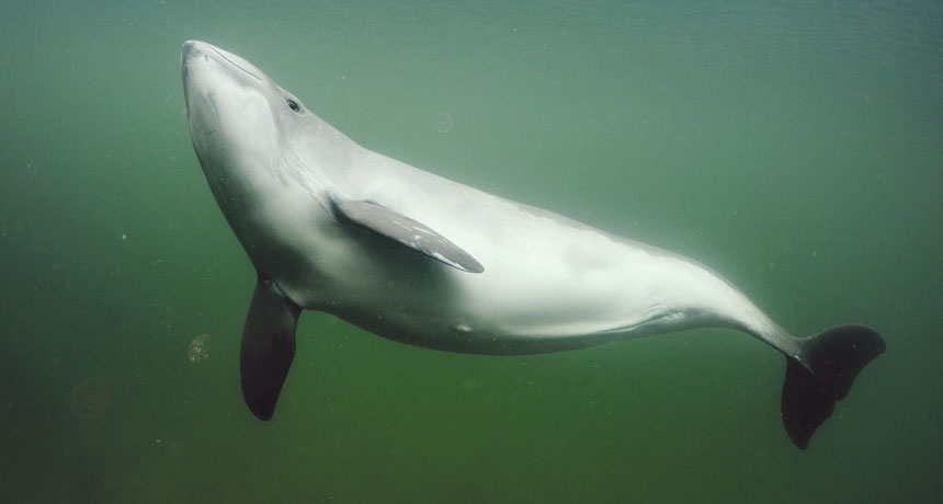 harbor porpoise