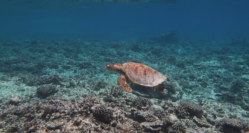 coral reef