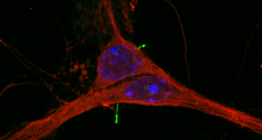 mouse nerve cells