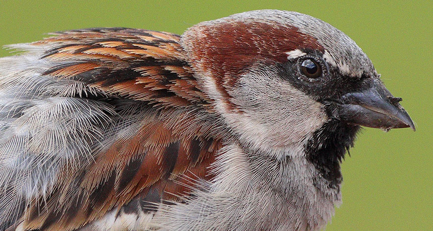 sparrow