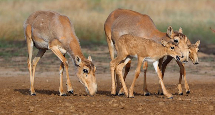 Saigauantilope Saiga Antelope