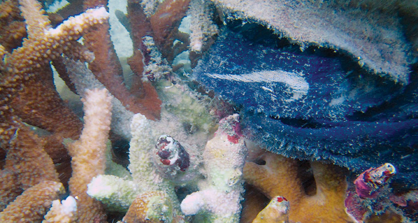 sick corals