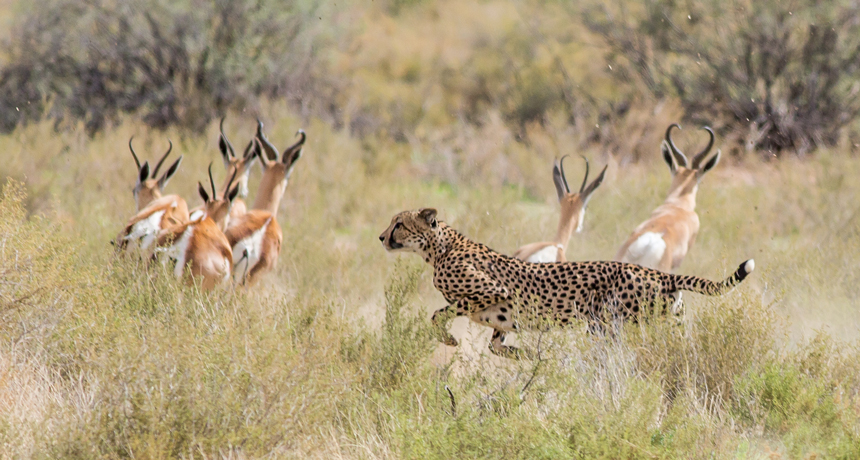 Cheetah Prey