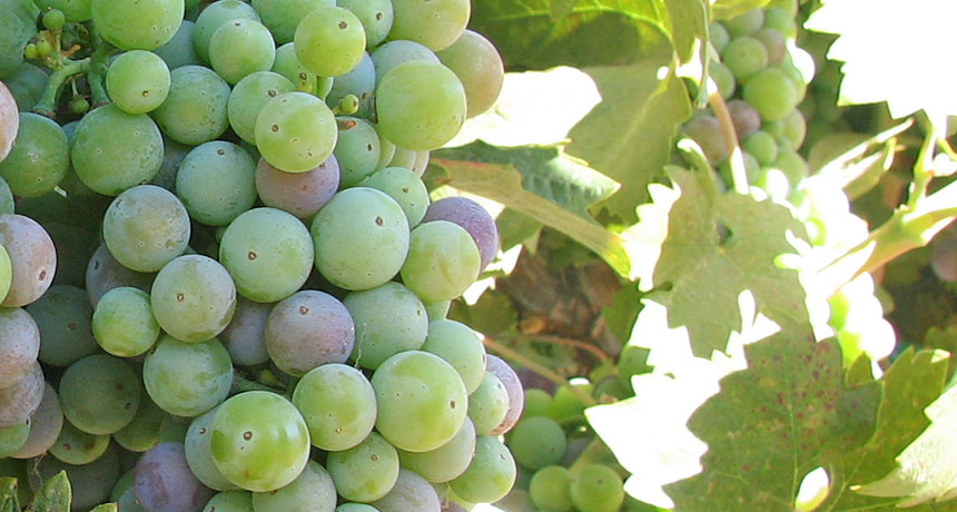Zinfandel grapevine