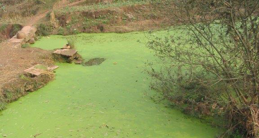 algal bloom