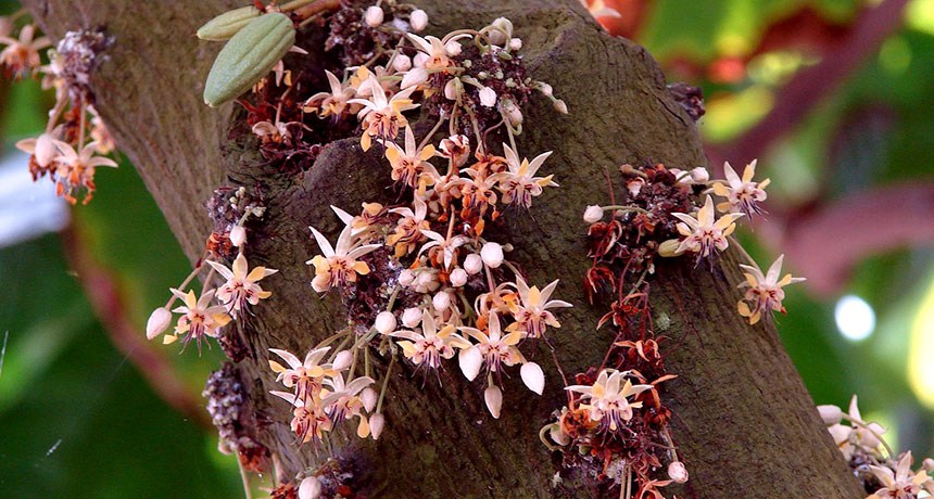 cacao flowers