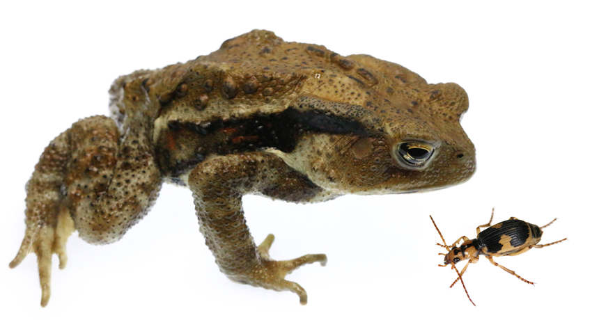 toad and bombardier beetle