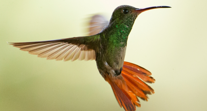 bee hummingbird flying