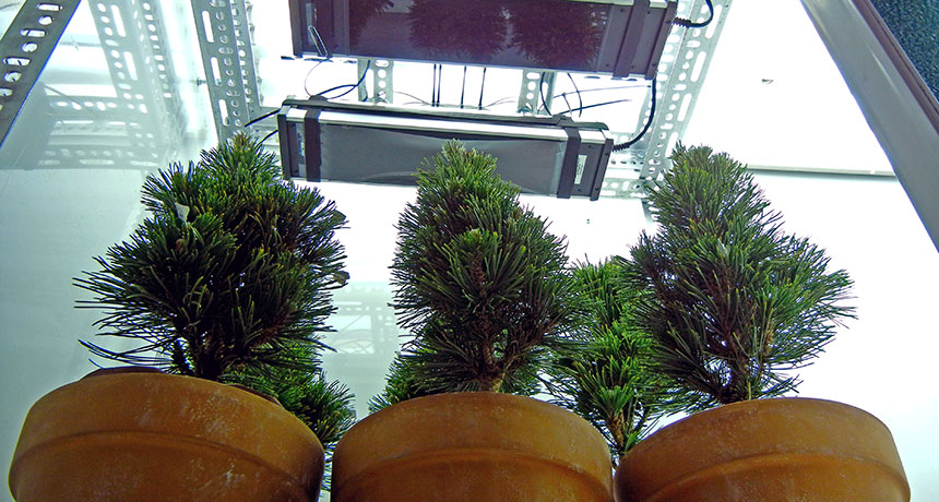 dwarf pines