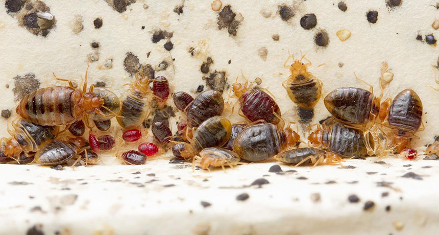 Even after bedbugs are eradicated, their waste lingers | Science News