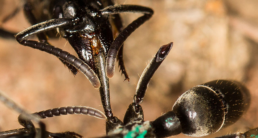 Matabele ant