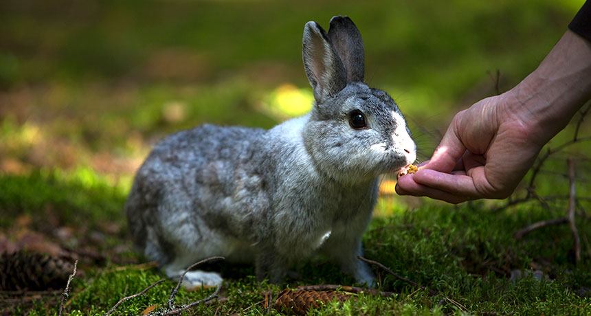 Study Debunks Fishy Tale Of How Rabbits Were First Tamed Science News